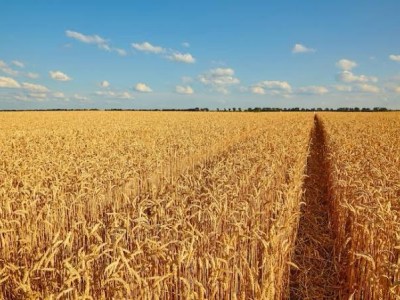 Devotional: Prayer and Compassion for the&nbsp;Harvest